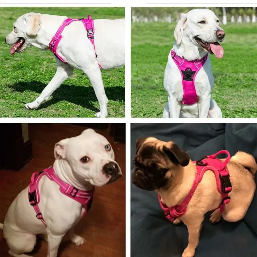 SafeFit Harness